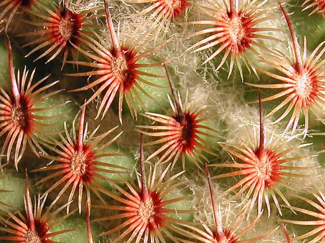 Mammillaria huitzilopochtli (2).jpg